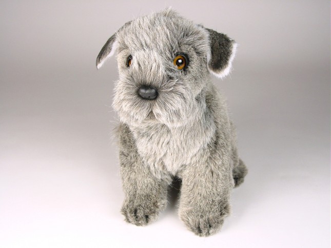 Miniature Schnauzer Puppy 1259 by Piutrè