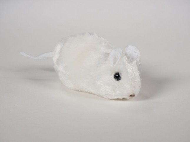 Mouse 0627
