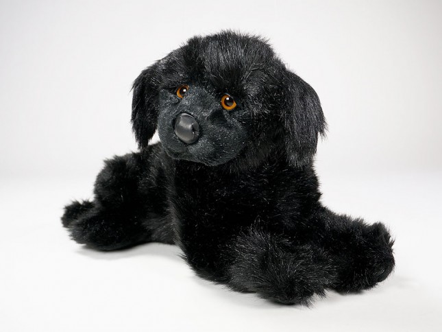 Newfoundland Puppy 2236 by Piutrè