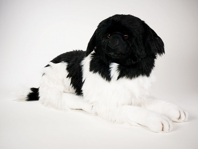 Newfoundland 2237 by Piutrè 