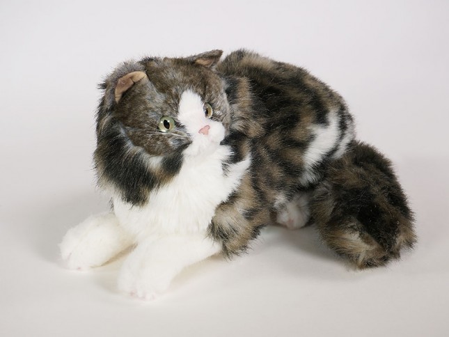 Norwegian Forest Cat Kitten 2467 by Piutrè