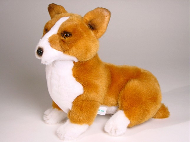Pembroke Welsh Corgi Puppy 1222 by Piutrè