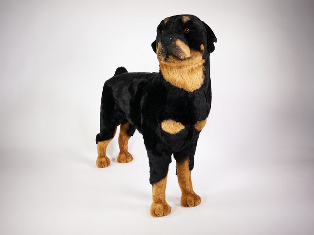 Rottweiler 2256 by Piutrè