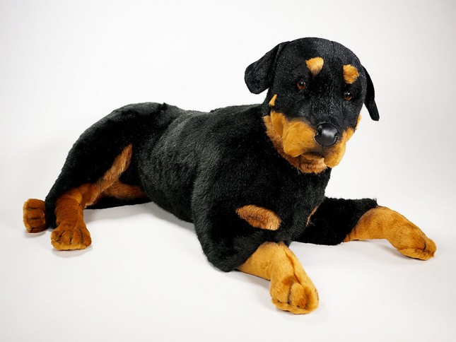 Rottweiler 2258 by Piutrè