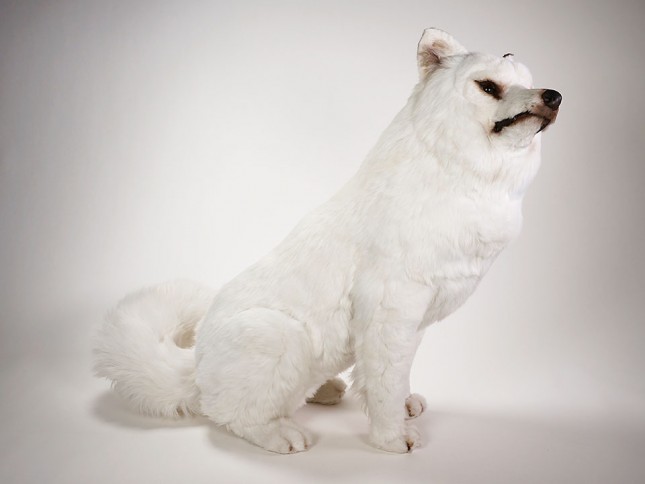 Samoyed 3257 by Piutrè 