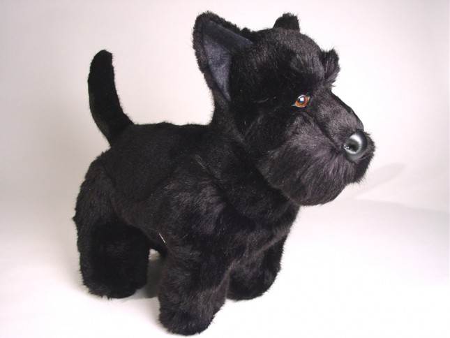 Scottish Terrier 0260 by Piutrè