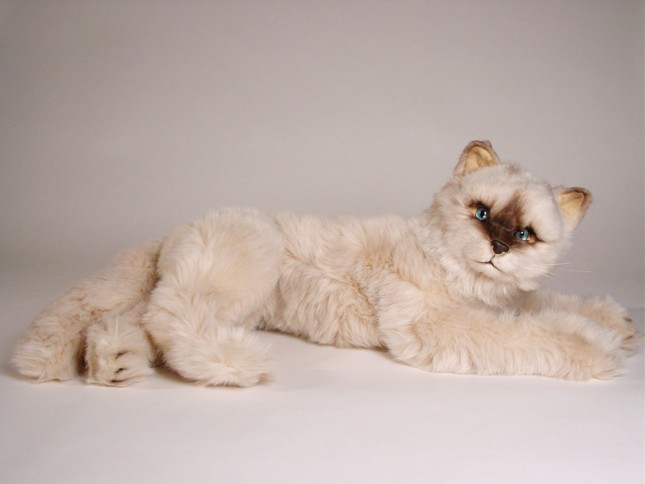 Seal Point Himalayan ​Cat ​2364 by Piutrè 