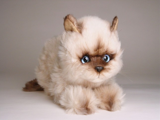 ​Seal Point Himalayan ​Kitten ​2368 by Piutrè 