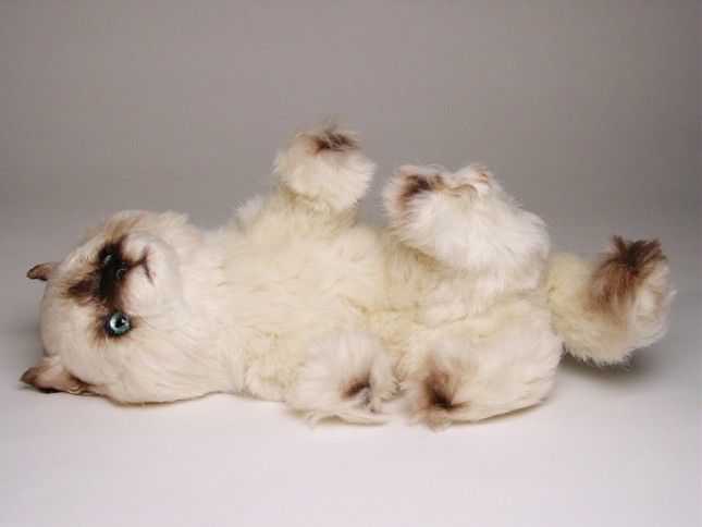 ​Seal Point Himalayan ​Kitten 23​67 by Piutrè 