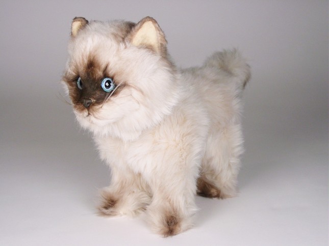 ​Seal Point Himalayan ​Kitten ​2368 by Piutrè 