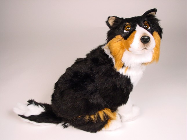 Shetland Sheepdog Puppy 3322 by Piutrè 