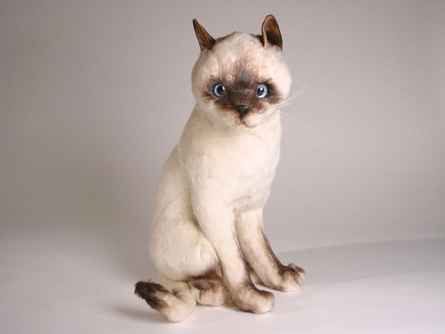 Siamese Cat 2353 by Piutrè 