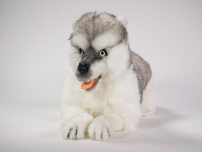 Siberian Husky 4845 by Piutrè 