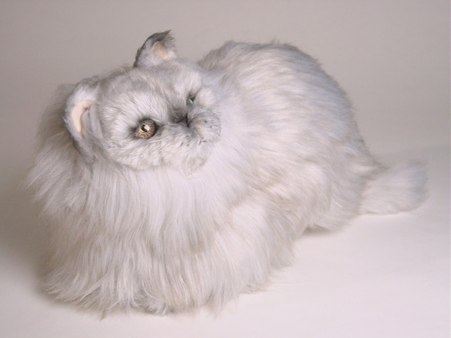 Silver Persian Kitten 2425 by Piutrè 