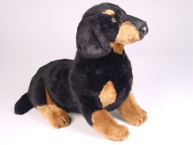 Smooth Dachshund Puppy 1212 by Piutrè