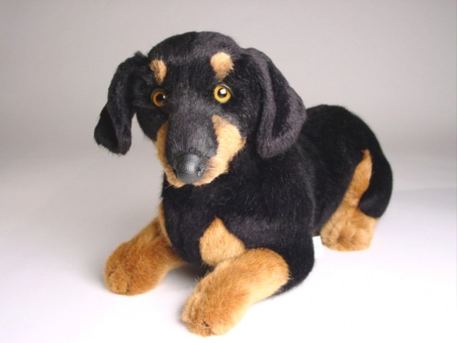 Smooth Dachshund Puppy 1213 by Piutrè