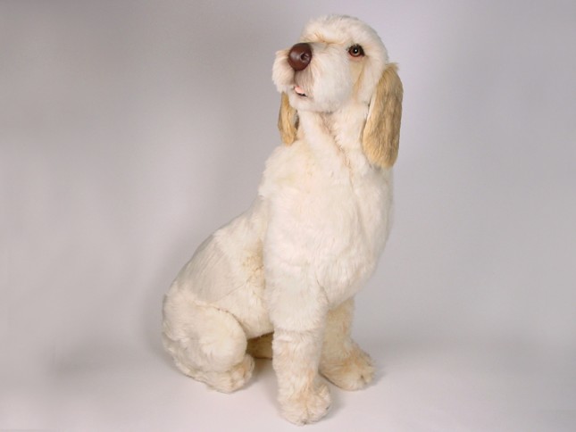 Spinone Italiano 2261 by Piutrè