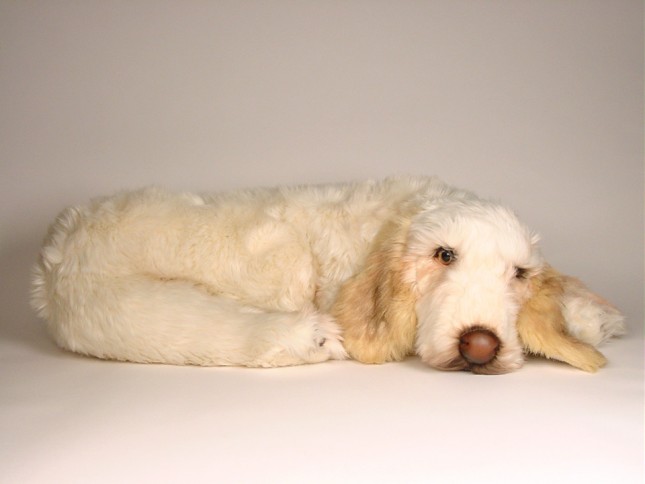 Spinone Italiano 2262 by Piutrè