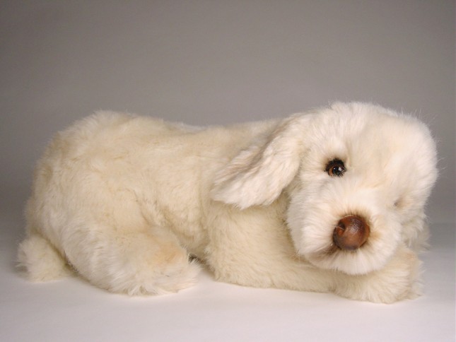 Spinone Italiano Puppy 2264 by Piutrè