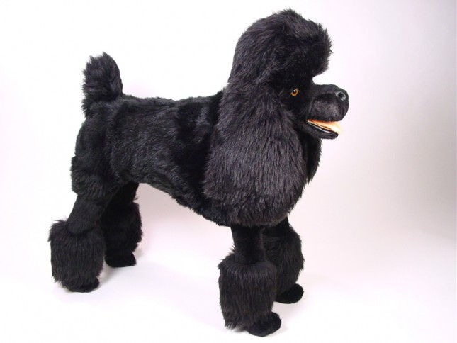 Standard Poodle 0250 by Piutrè