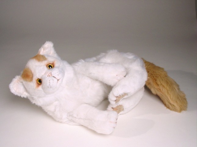 Turkish Van Kitten 2319 by Piutrè 