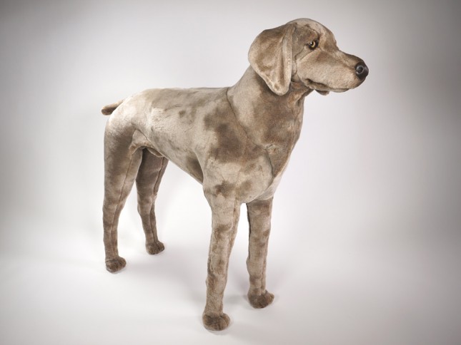 Weimaraner 3350 by Piutrè 