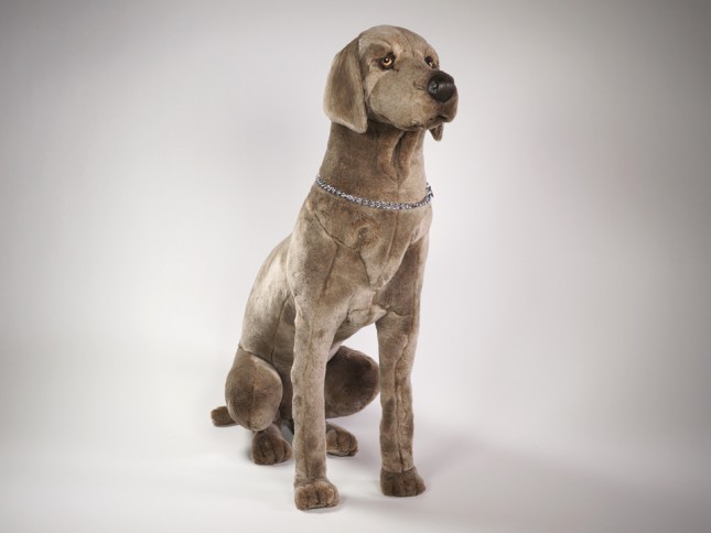 Weimaraner 3351 by Piutrè 