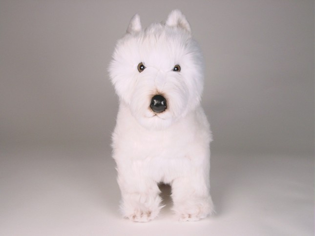 West Highland White Terrier 2275 by Piutrè