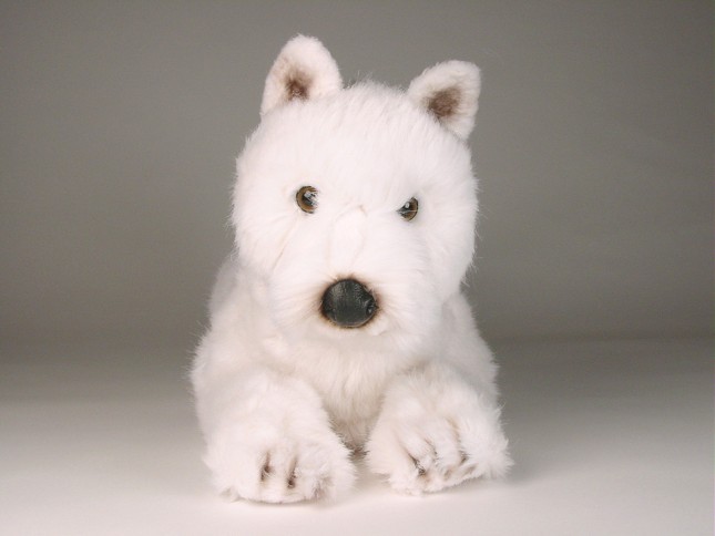 West Highland White Terrier 2276 by Piutrè