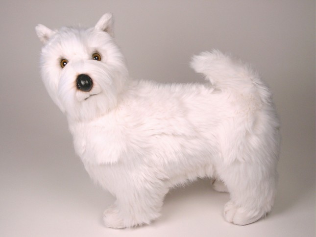 West Highland White Terrier 2277 by Piutrè 