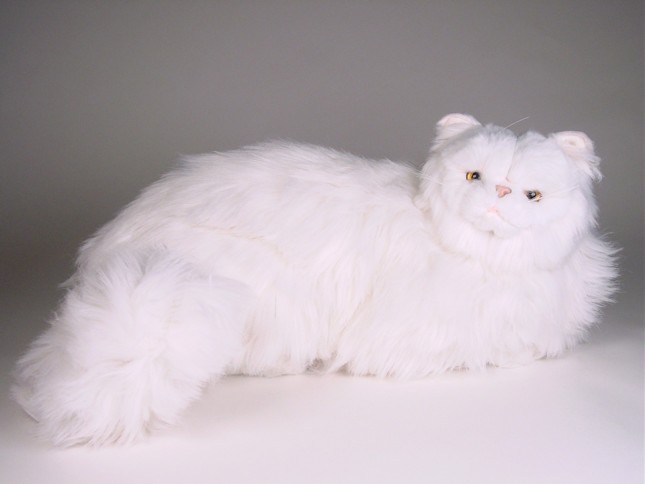 White Persian Cat 0312 by Piutrè