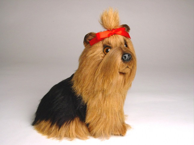 Yorkshire Terrier Puppy 1301 by Piutrè