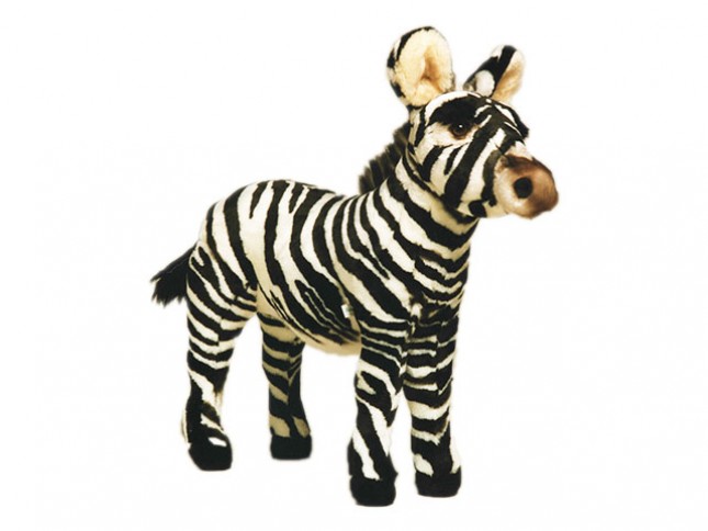 Zebra Colt 2679 by Piutrè 