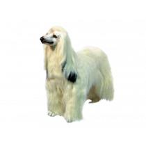 Afghan Hound 0290 by Piutrè 