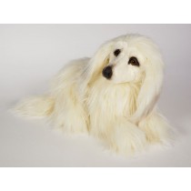 Afghan Hound Puppy 0293 by Piutrè
