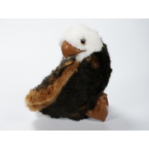 Bald Eaglet 2644 by Piutrè