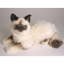 Birman Kitten 2314 by Piutrè 