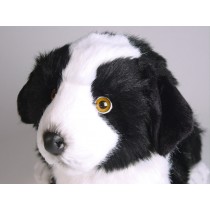 Border Collie Puppy 1218 by Piutrè