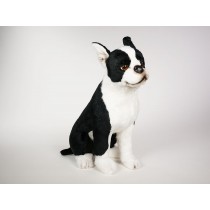 Boston Terrier 4220 by Piutrè 