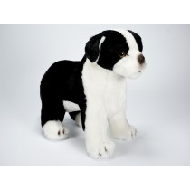 Boston Terrier Puppy 1362 by Piutrè 