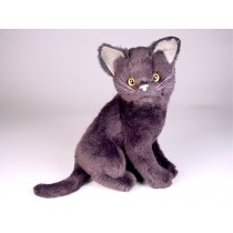 Certosino (Carthusian) Kitten 2324 by Piutrè 
