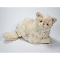 Chinchilla Golden Persian Kitten 2308 by Piutrè