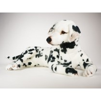 Dalmatian 3242 by Piutrè