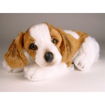 Epagneul Breton (Brittany) Puppy 0299 by Piutrè