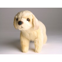 Golden Retriever (Miniature) 4249 by Piutrè 