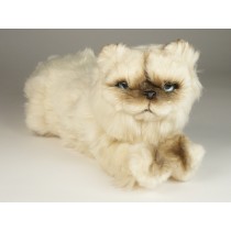 ​Himalayan Persian Kitten 2429 by Piutrè