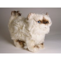 ​​Himalayan Persian ​Kitten 2432 by Piutrè