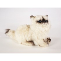 ​Himalayan Persian Kitten 2433 by Piutrè