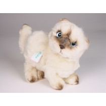 ​H​imalayan Persian Kitten 2434​ by Piutrè