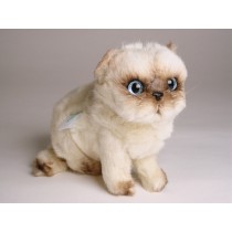 ​​Himalayan Persian ​Kitten 2435 by Piutrè